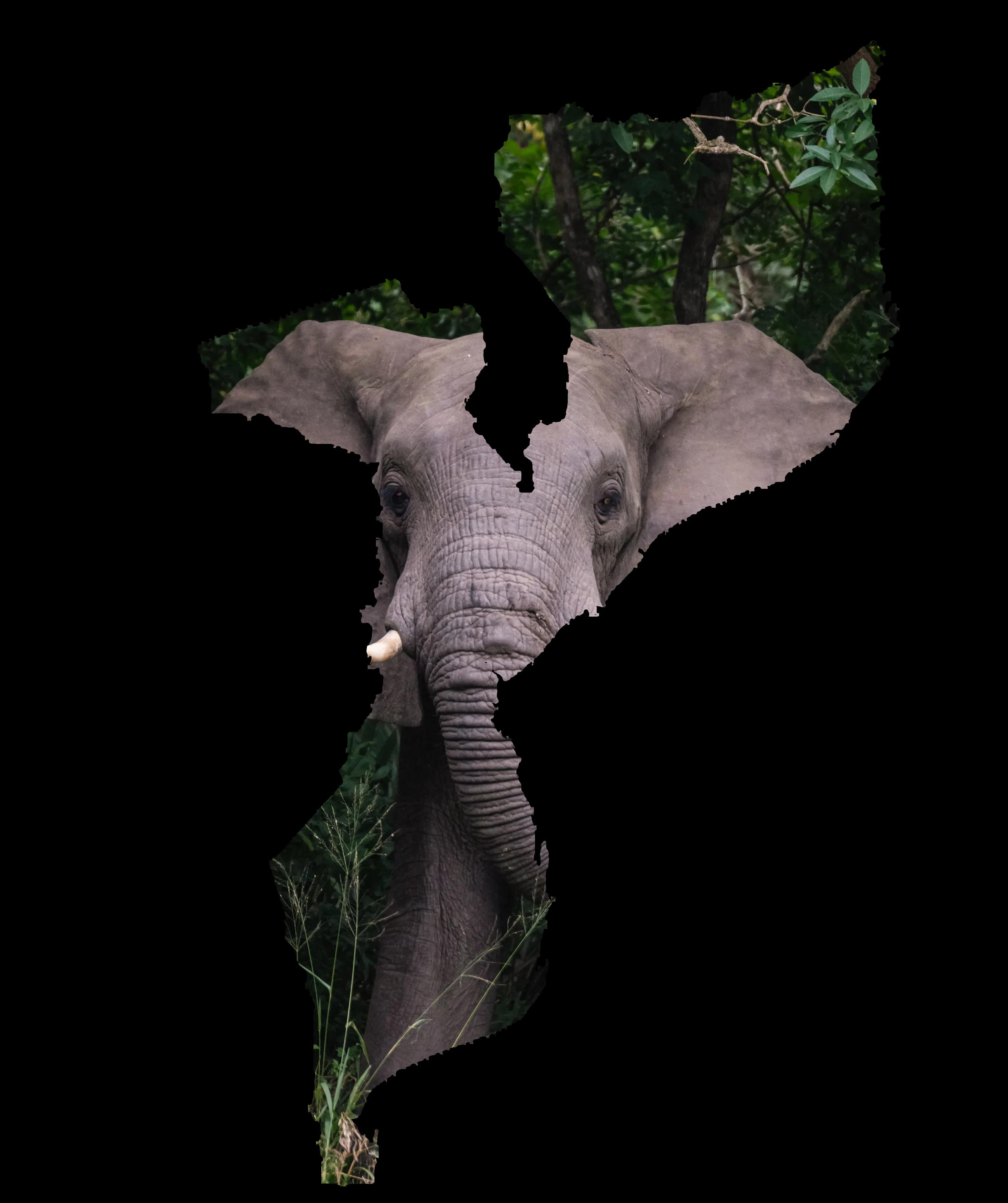 Mozambique map with elephant and sunset