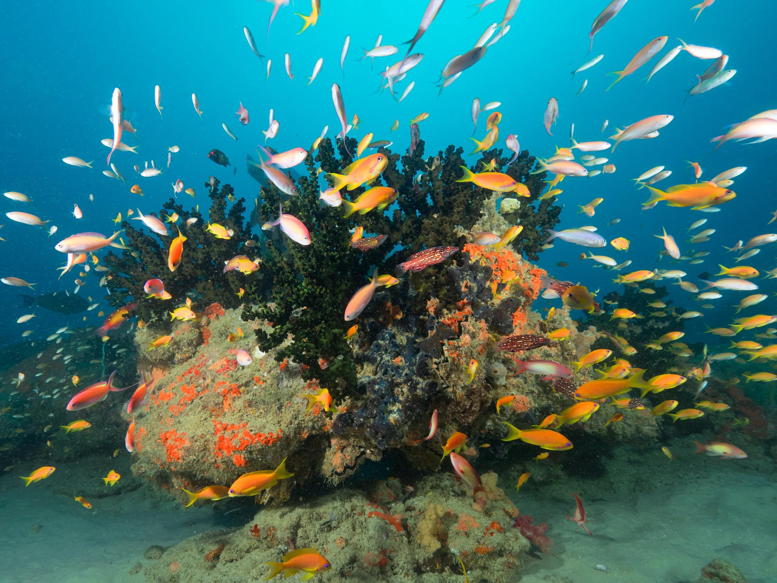 Colourful coral reef fish in Mozambique