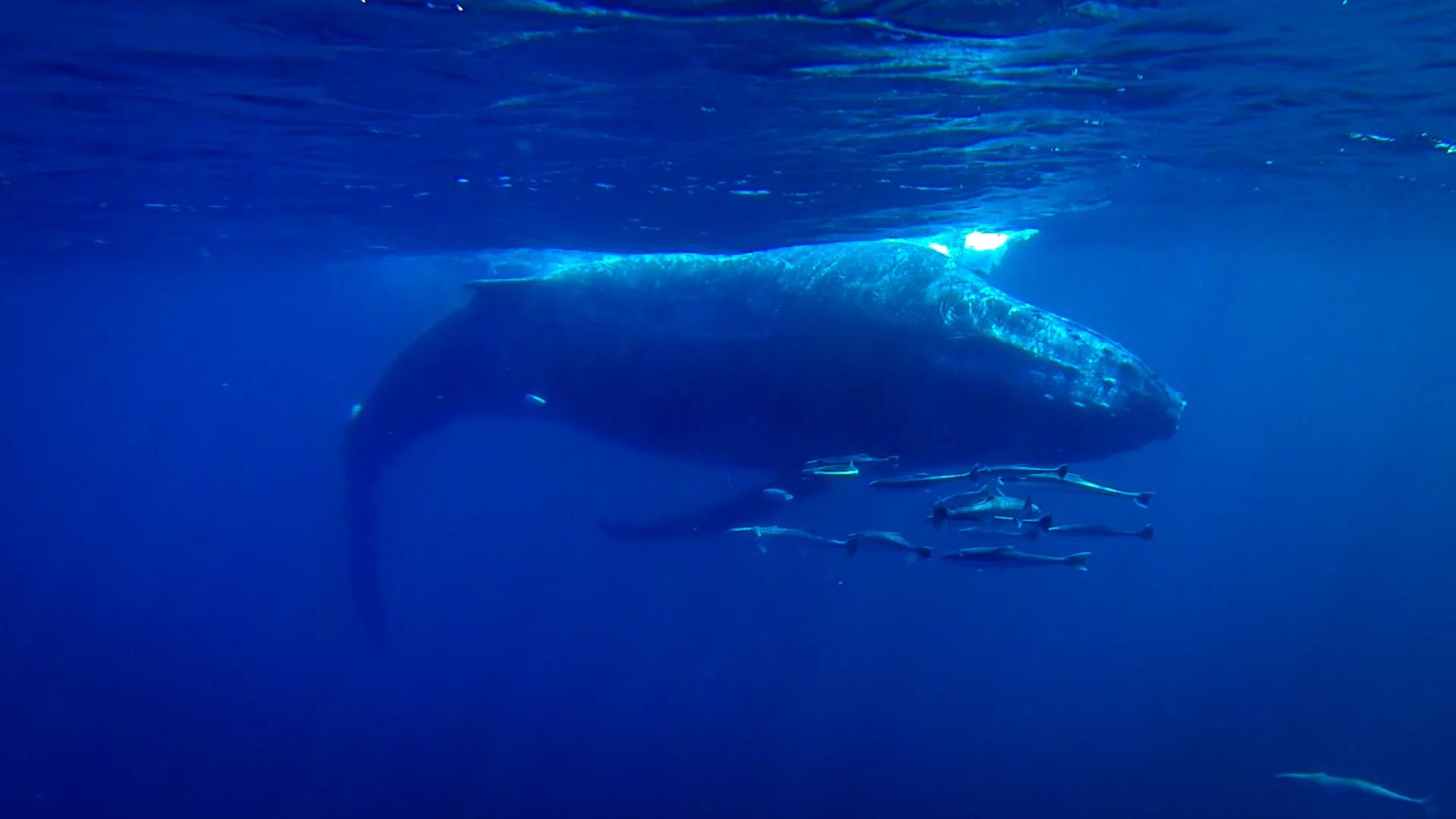 Humpback whale underwater off Mozambique