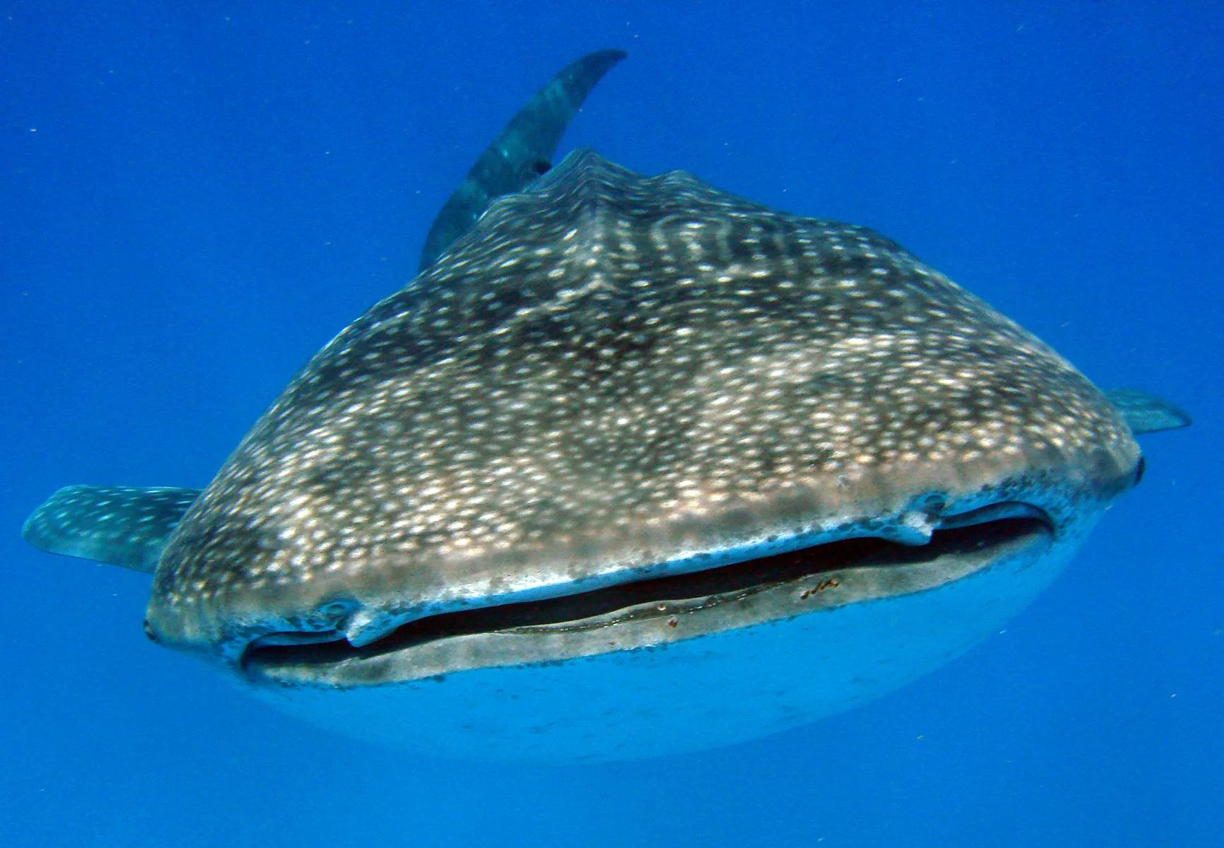 Whale shark encounter off Tofo, Mozambique