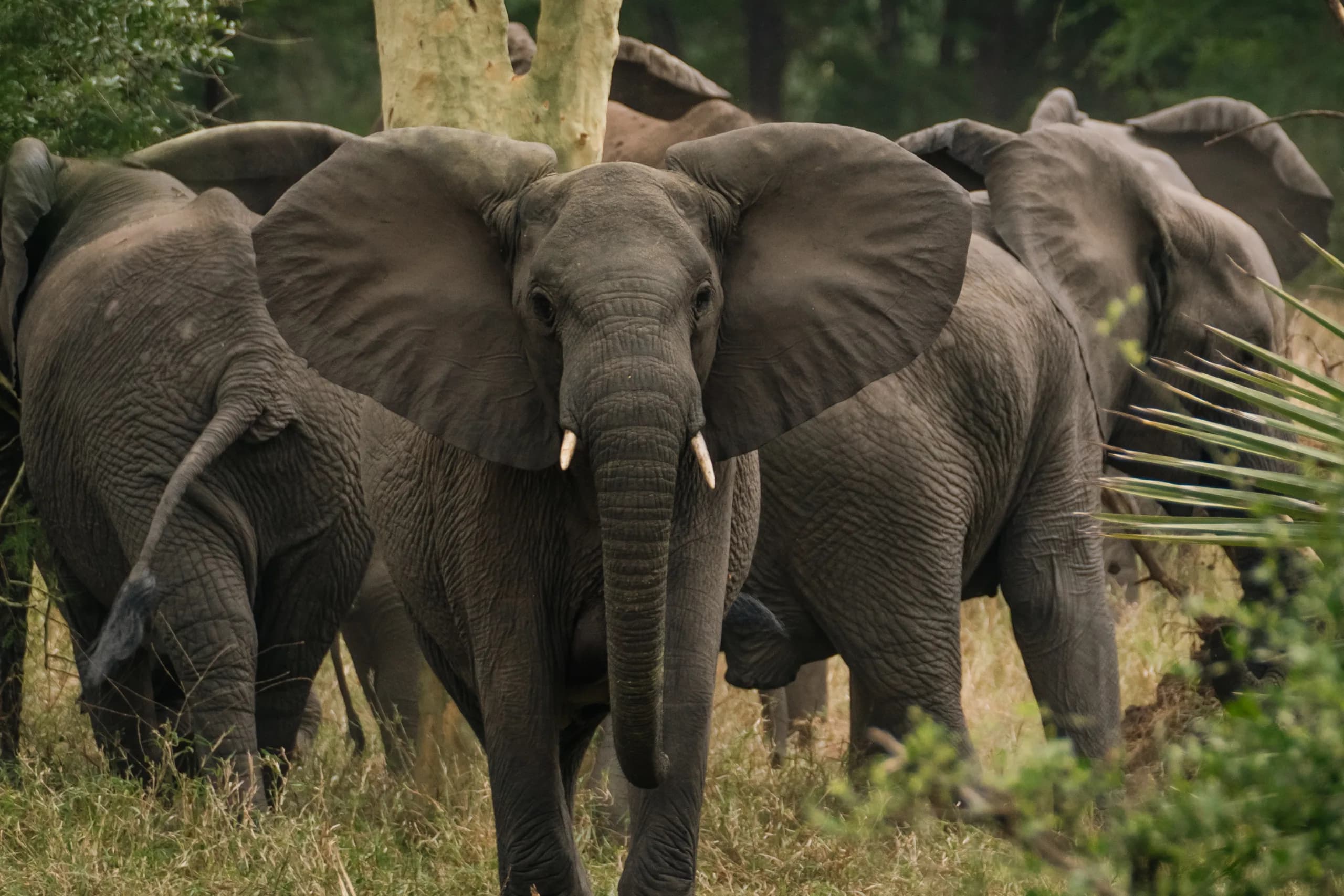 Eswatini, Kruger Safari & Mozambique Coast: Maputo to Bazaruto