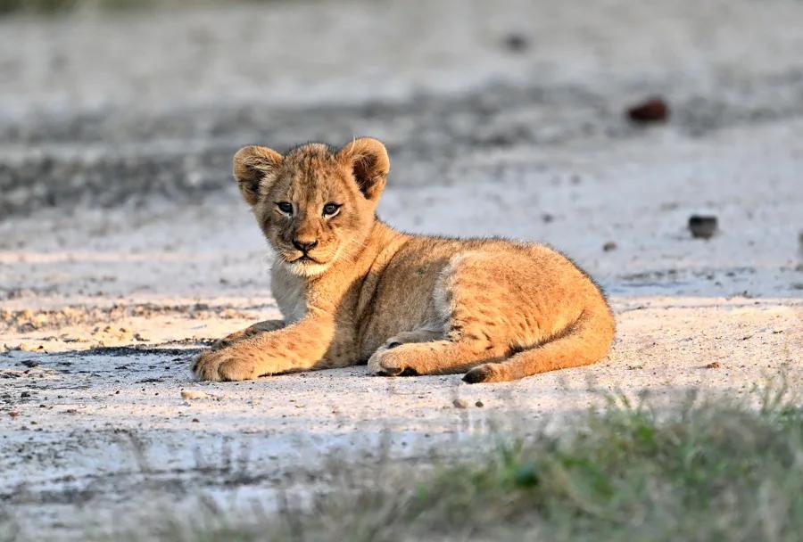 Lion cub on a Mozambican safari