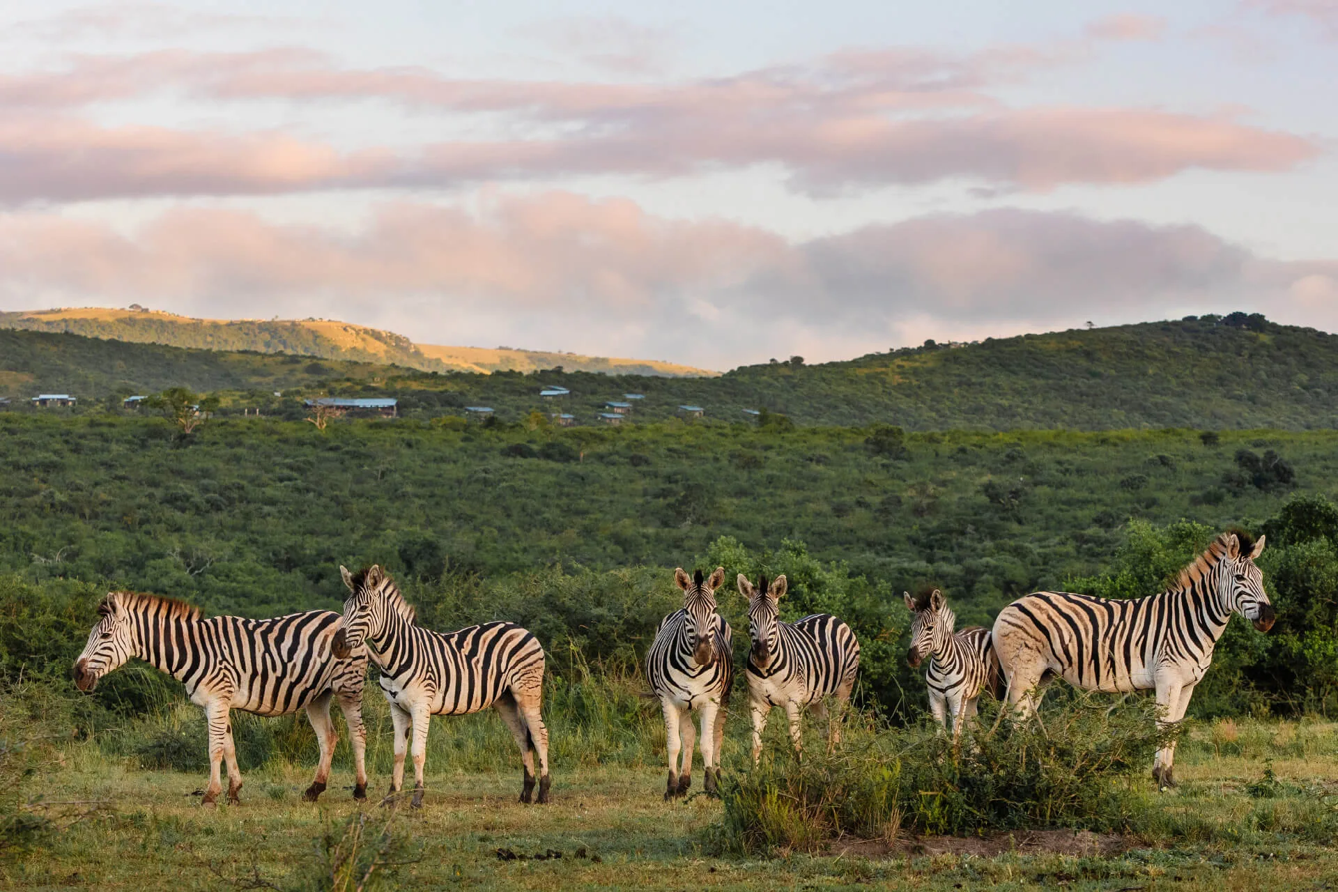 RhinoRidge image-menu-grid Zebras