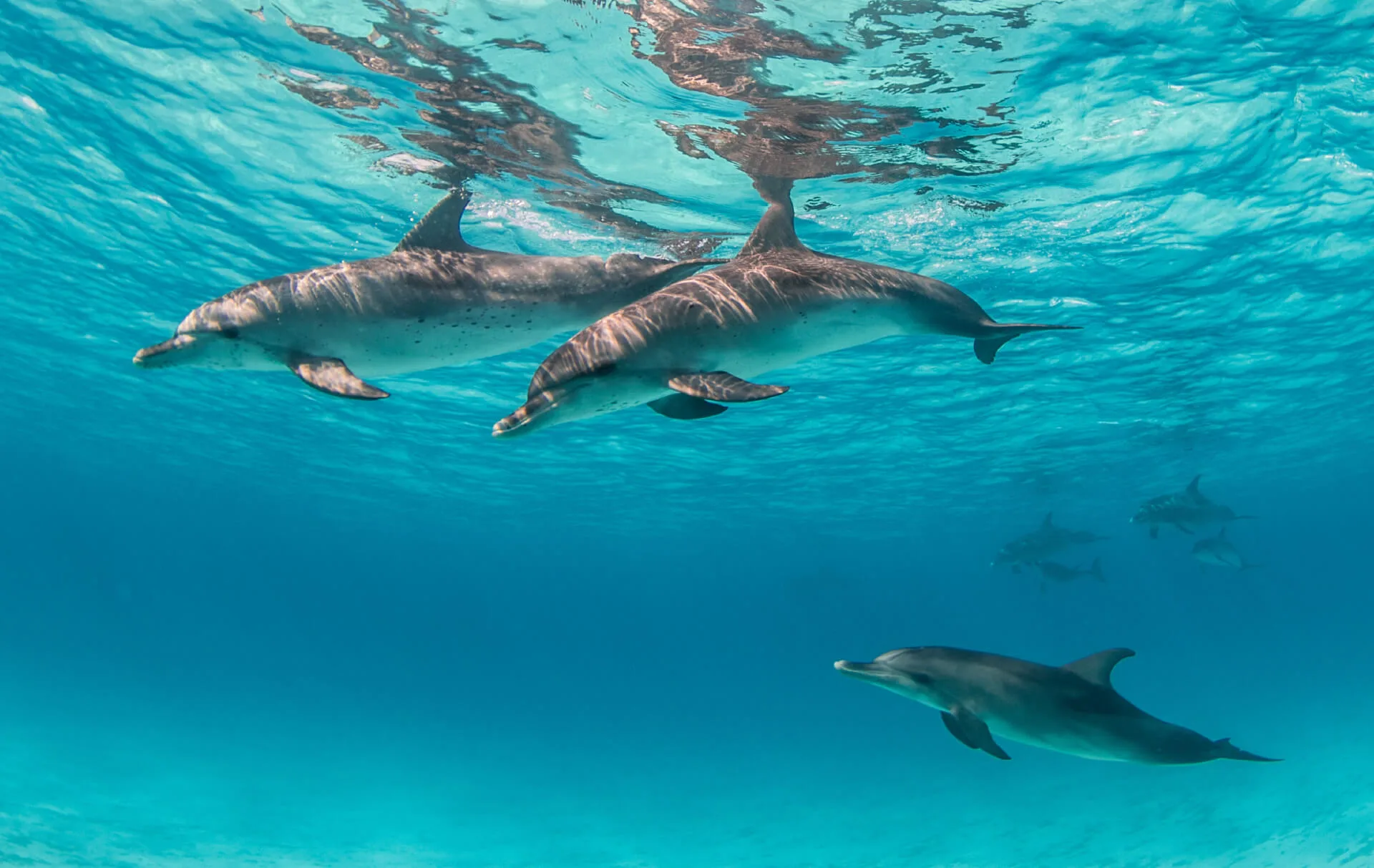 ThongaBeach Experiences Intro Dolphins