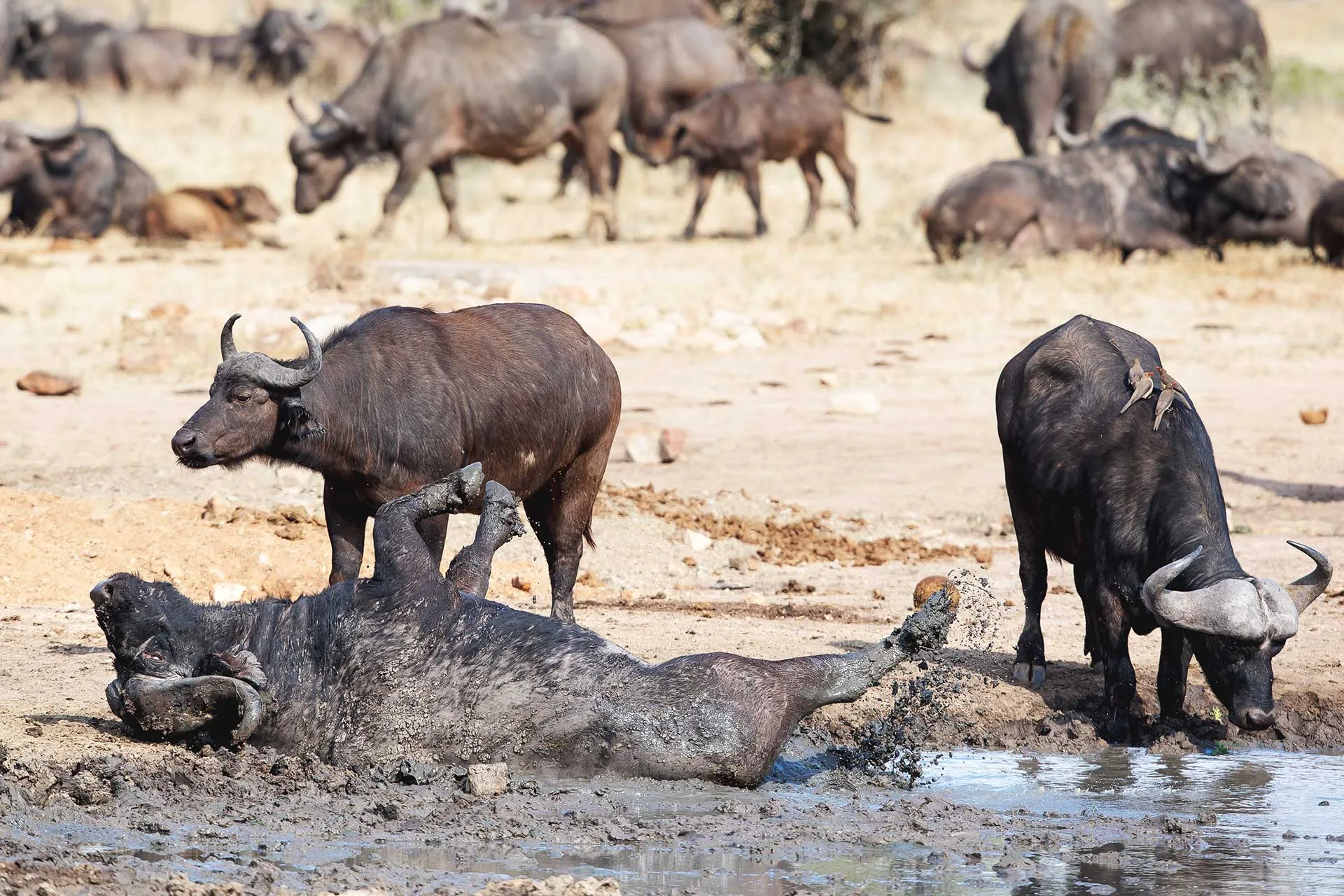 buffalo