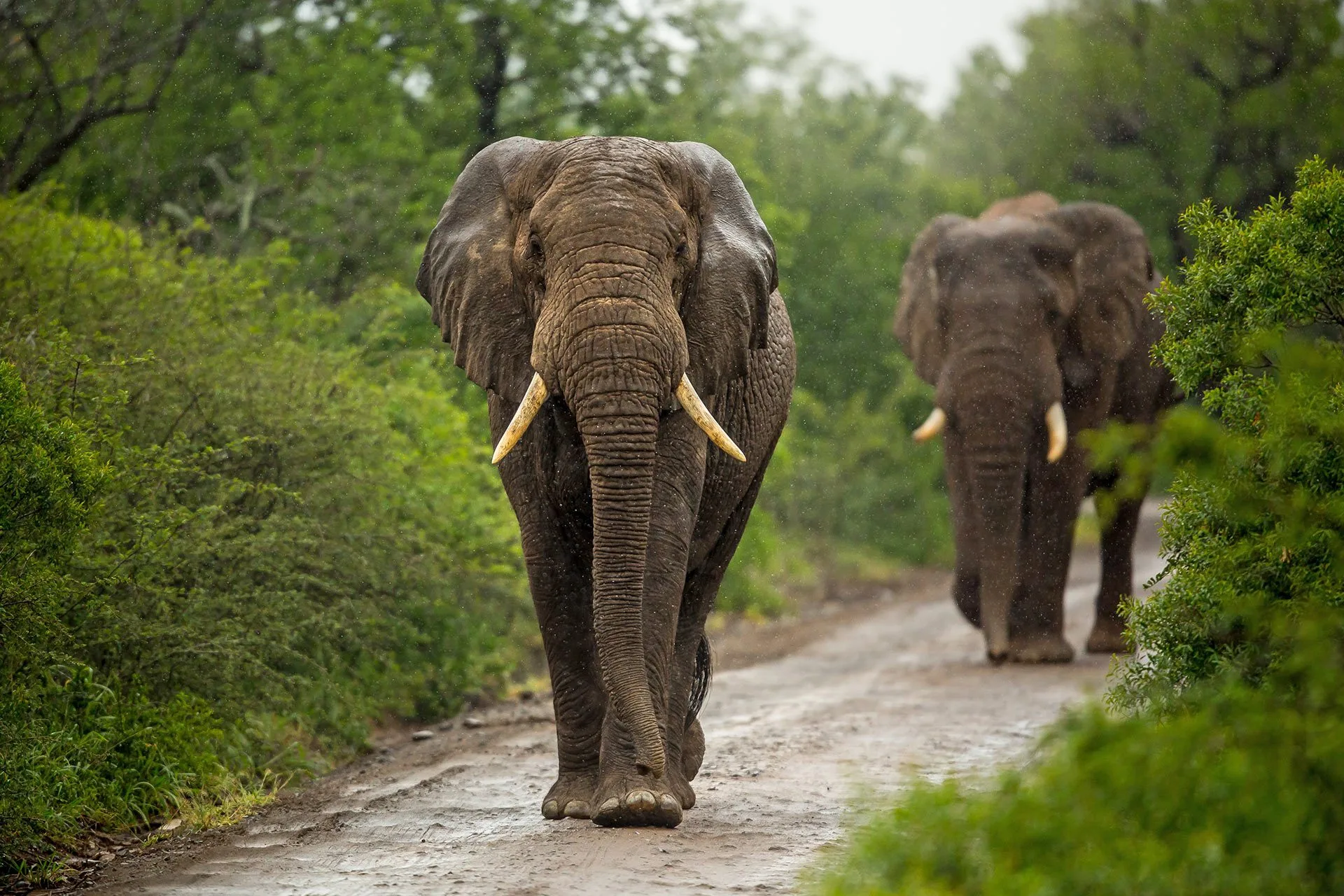 elephants-1