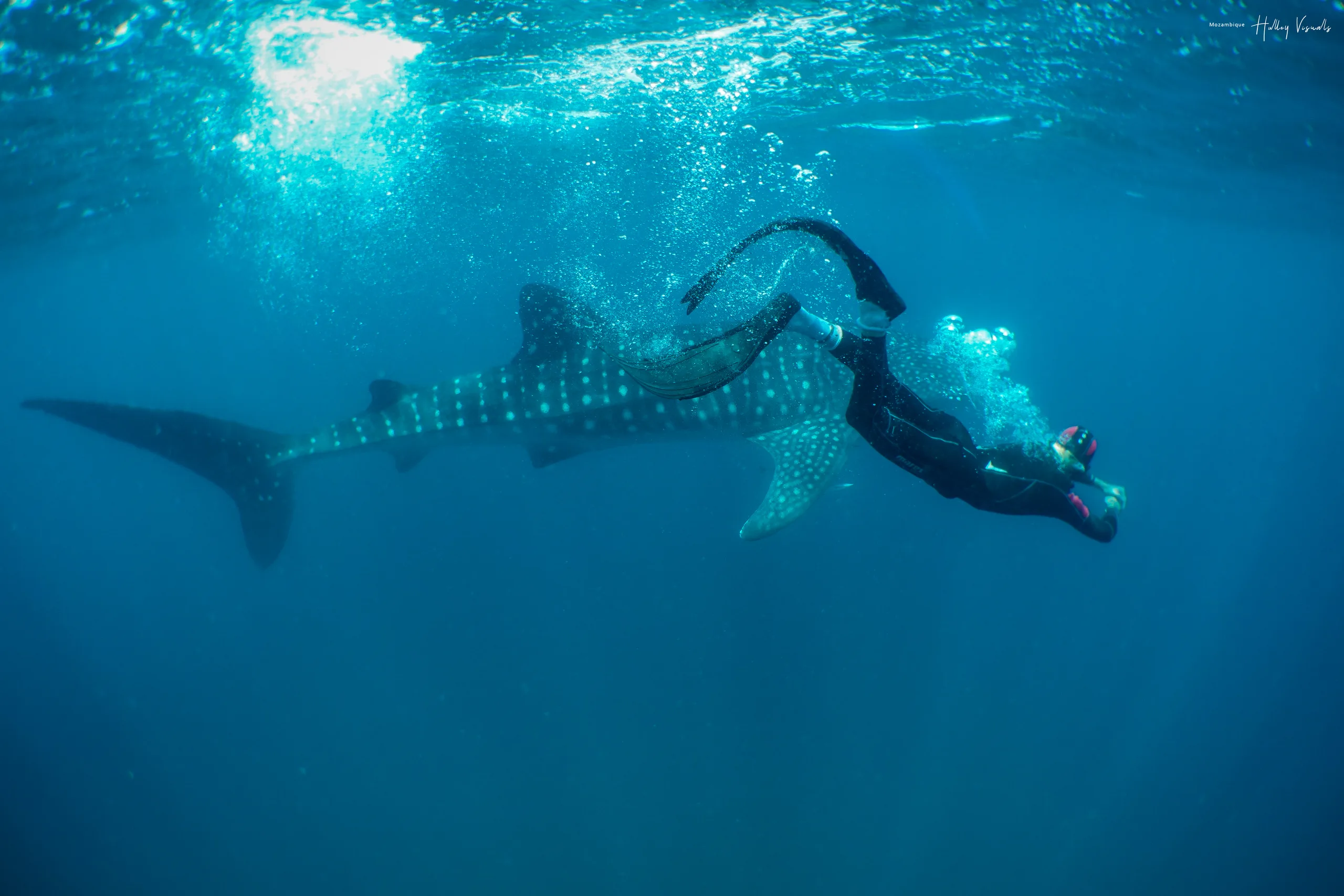 Whale shark and freediver in Mozambique